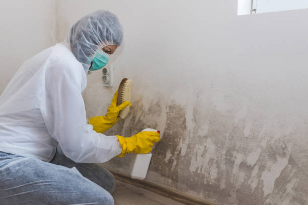 Best Certified Mold Removal  in Sconsin Dells, WI