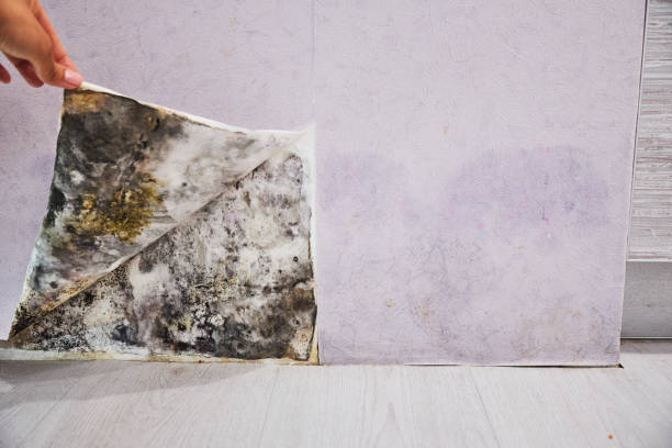 Trusted Wisconsin Dells, WI Mold Removal Experts